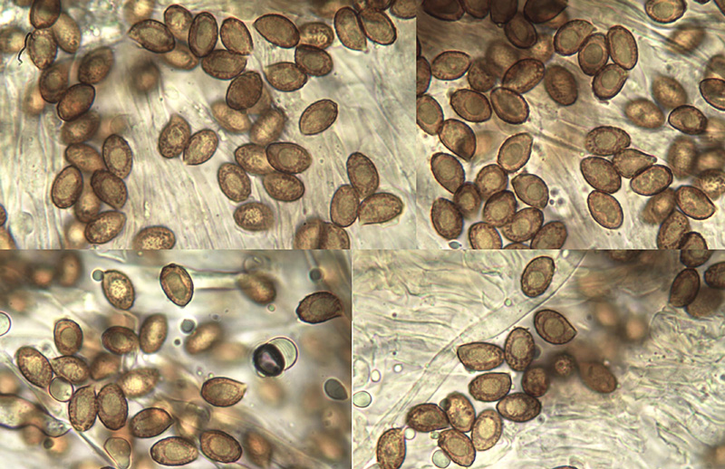 Cortinarius pachypus mikro